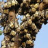chauves-souris du complexe WAP (MdT) icon