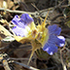 Marulamantsi peninsula  walk 15.7.24 icon
