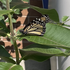 OEE Nestled Garden icon