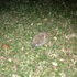 Hedgehogs in Vienna, Austria icon