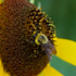 Bees of Greater Cincinnati and NKY icon