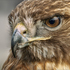 Raptors of Greater Cincinnati icon