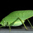 Singing Insects of Washtenaw icon