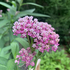 Sachem Library Native Pollinator Garden icon