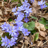 Flora in der Oberlausitz icon
