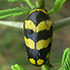 Cryptocephalinae of Botswana -  Case-bearing leaf beetles. icon