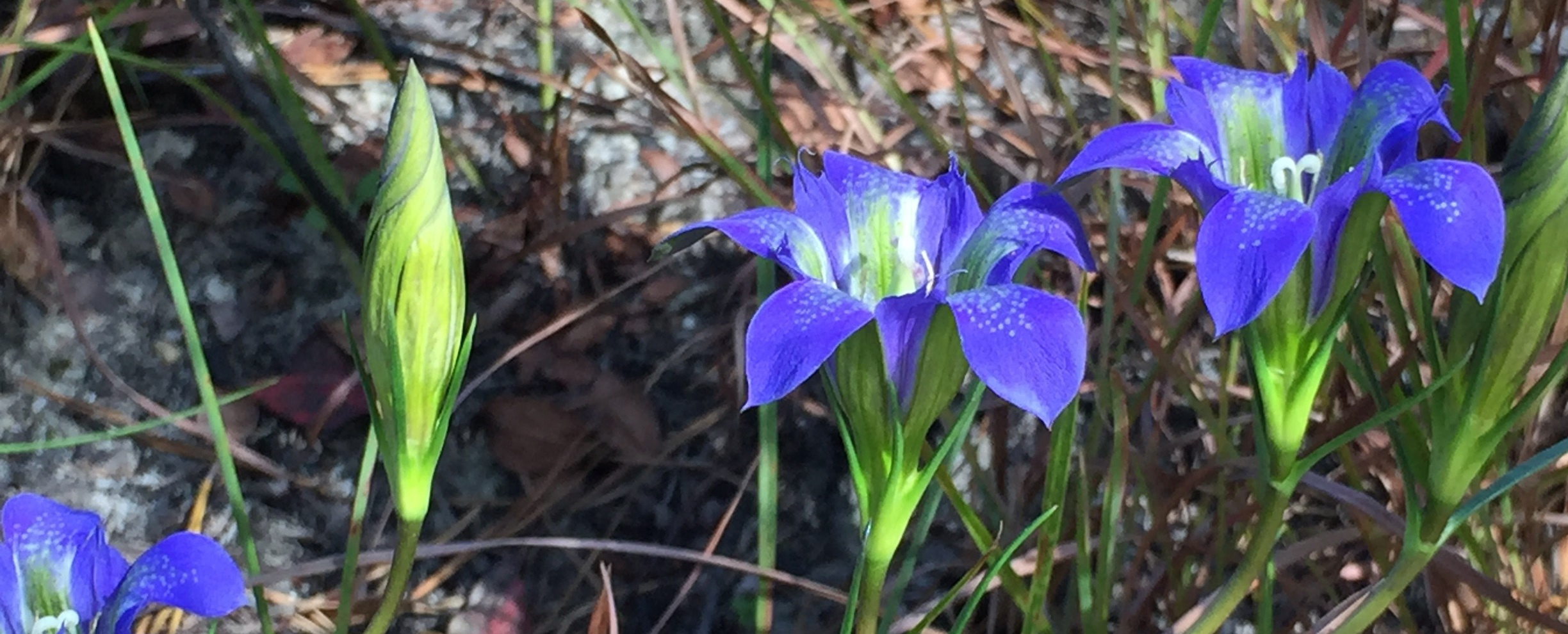Plants of The New Jersey Pine Barrens · iNaturalist