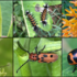 Milkweed Insects icon