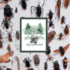 3er Agroforestal - Recolección de insectos icon