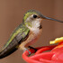 Birds of North Central Idaho icon