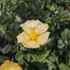 Flora and Fauna of Lekobalo and Pilolodaa icon