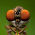 BugShot Indiana 2024 icon