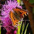 Mill Cottage Garden Bioblitz icon