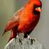 Migratory Birds and Restored wetlands icon