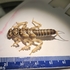 BIOL 395 - Freshwater Invertebrates icon