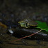 Turtles of Clarke County icon