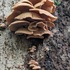 Fall 2024 - BIOL442 Binghamton Mycology Collection Project icon