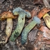 Fungi of Chiricahua National Monument icon