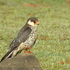 Passage Migrant birds of Maharashtra icon