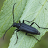 2018 year of Cerambycidae in Lithuania icon