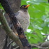 Summer/Monsoon visitor birds of Maharashtra icon