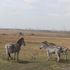 Great Southern Bioblitz 2024: Tshwane icon