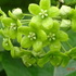 Climber species of South-West India icon