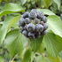 European_Hedera_2000_2023_Phenology icon