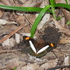 Zoologia dos Metazoários ll - 2024.1 icon