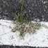 GEOG 598 Sidewalk Flora icon