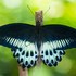 Big Butterfly Month Pune 2024 icon