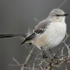 Gray Catbird.Nest Location &amp; Nesting Ecology icon