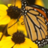 Parks for Pollinators 2024: Cuyahoga Falls Parks and Recreation icon