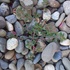 CROP_SCI 305 Weed Collection - McGrath icon