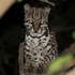 Biodiversidad de la Reserva "Yaakunah K'aax" icon