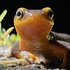 2024-2025 Chileno Valley Newt Brigade Winter icon