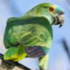 Escaped Parrots icon