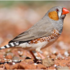 Escaped Zebra Finches icon