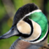 Escaped Ducks icon