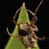 Spiders of Delhi NCR icon