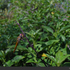 Dragonflies and Damselflies of Delhi NCR icon