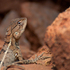 Lizards of Delhi NCR icon