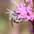 Rare Bee host plants in north Florida icon