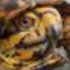 Escaped Box Turtles icon