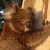 Blue Mountains Koala Project icon