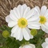 Plants of the Australian Alps icon