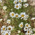 Fieldstone HOA Nature Trail icon