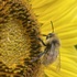 Calgary Region Plants and Pollinators icon