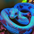 Fluorescence of Utah Herpetofauna Under UV Light icon