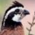 Escaped Bobwhites icon